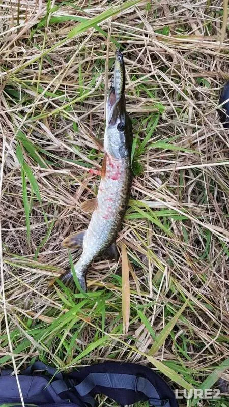 Pike — Pekhorka, Jul 11, 2019