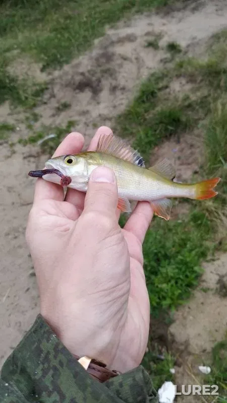 Perch — Kudinovka, Jul 07, 2019