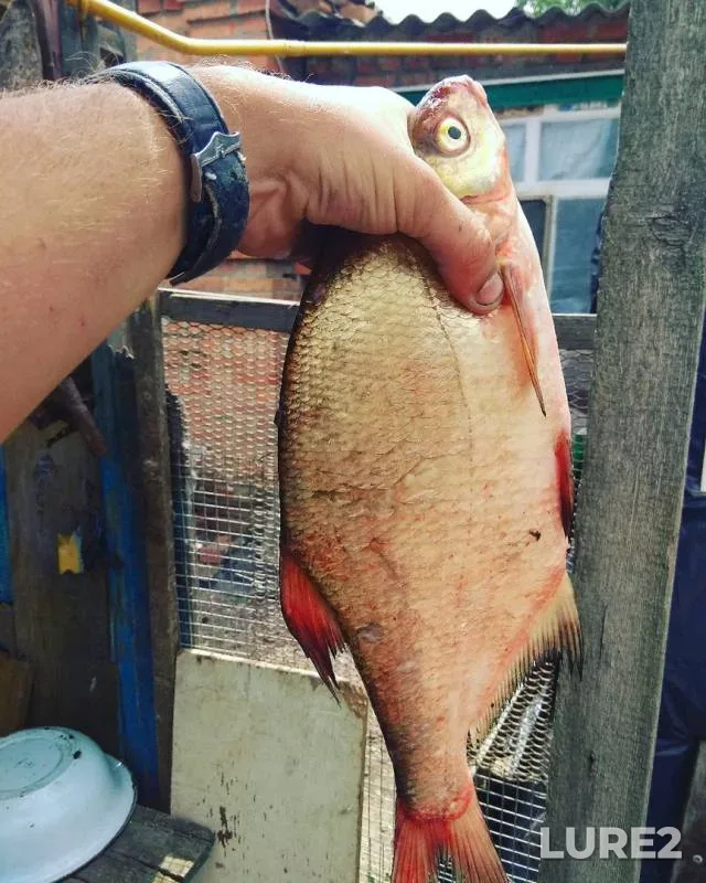 Bream — Rostovskaya oblast, Jul 01, 2019