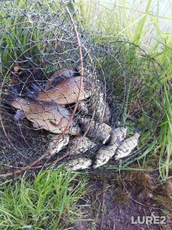 Crucian carp — Moskovskaya oblast, Bogorodskiy gorodskoy okrug, Jun 21, 2019