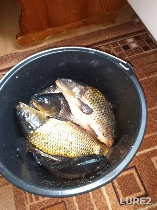 Carp — Shalovka, Jun 14, 2019