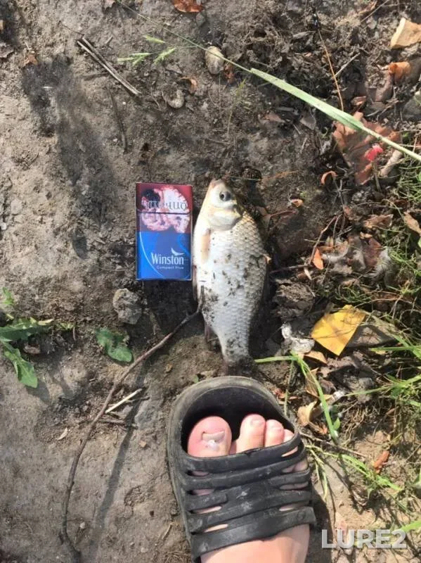 Crucian carp — Serebryanyy, Jun 12, 2019