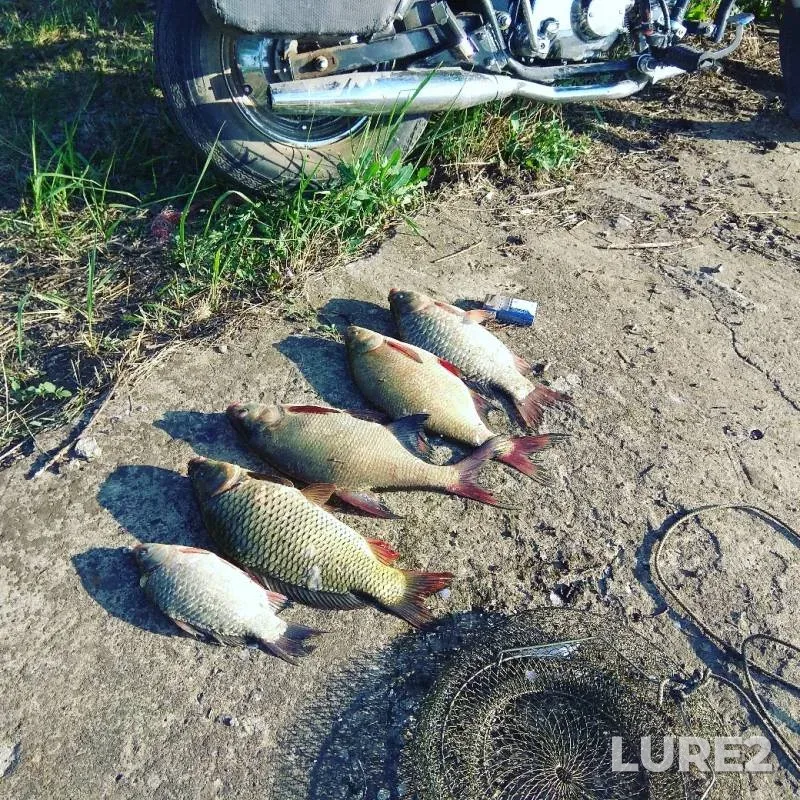 Bream, Carp — Rostovskaya oblast, Jun 10, 2019