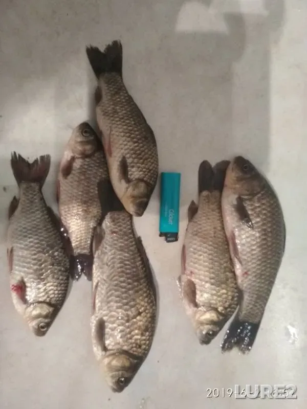 Crucian carp — Vyunka, Jun 02, 2019