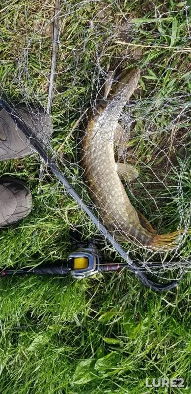Carp, Pike — Moskovskaya oblast, Bogorodskiy gorodskoy okrug, May 26, 2019