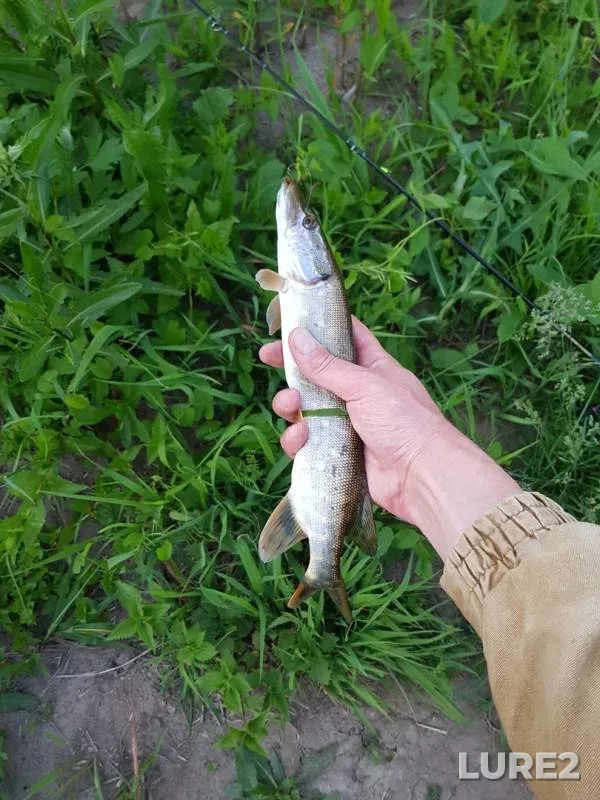 Perch, Pike — Pekhorka, May 29, 2019