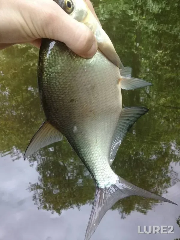 Bream — Zhabenka, May 27, 2019