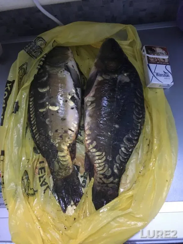 Crucian carp — Moskovskaya oblast, Bogorodskiy gorodskoy okrug, Jun 02, 2019