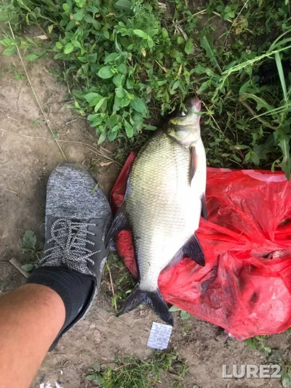 Bream — Moskva, Jun 01, 2019