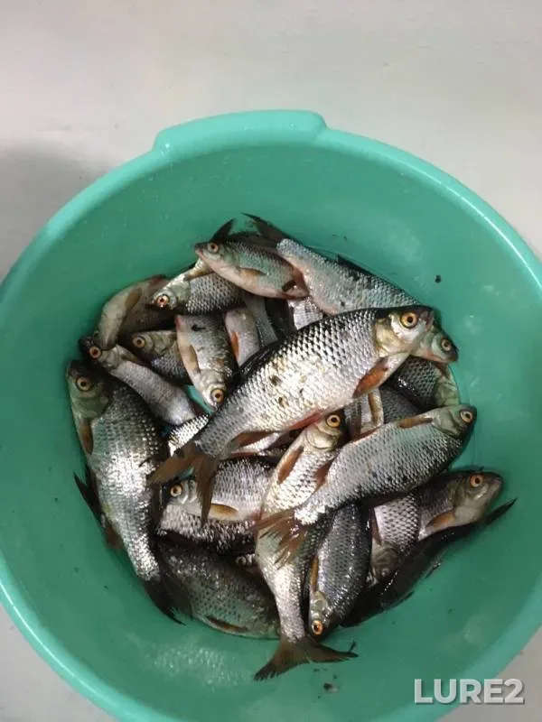 Roach — Svyatoye, May 19, 2019