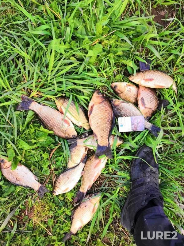Crucian carp — Vyunka, May 05, 2019