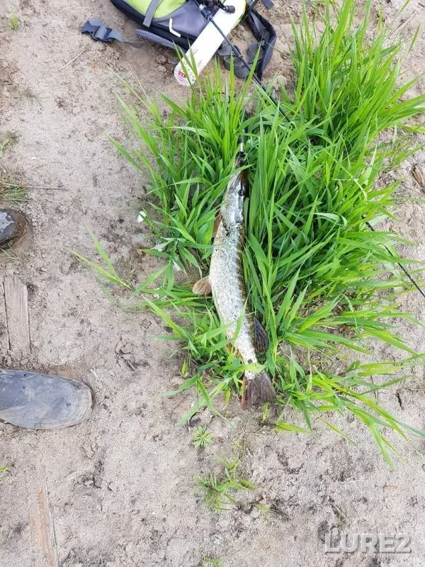 Perch, Pike — Pekhorka, May 03, 2019