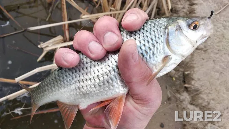 Crucian carp, Roach — Moskovskaya oblast, Bogorodskiy gorodskoy okrug, Apr 30, 2019