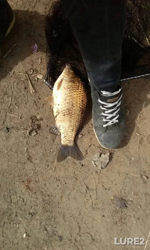Crucian carp — Pekhorka, Apr 20, 2019