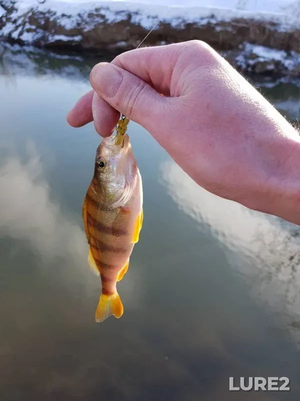 Perch — Pekhorka, Mar 14, 2019