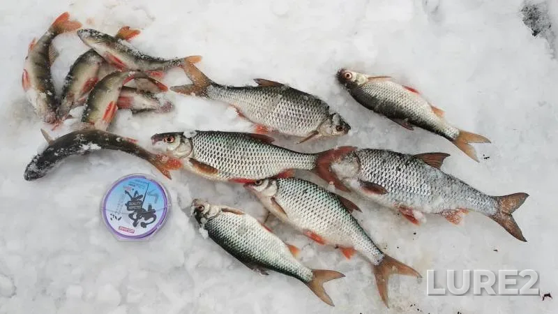 Perch, Roach — Moskovskaya oblast, Bogorodskiy gorodskoy okrug, Mar 03, 2019