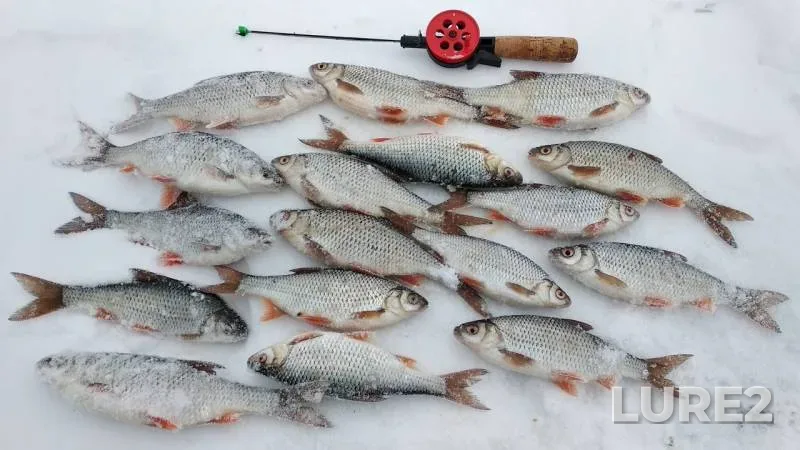 Roach — Moskovskaya oblast, Bogorodskiy gorodskoy okrug, Feb 10, 2019