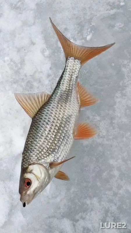 Perch, Roach — Moskovskaya oblast, Bogorodskiy gorodskoy okrug, Feb 09, 2019