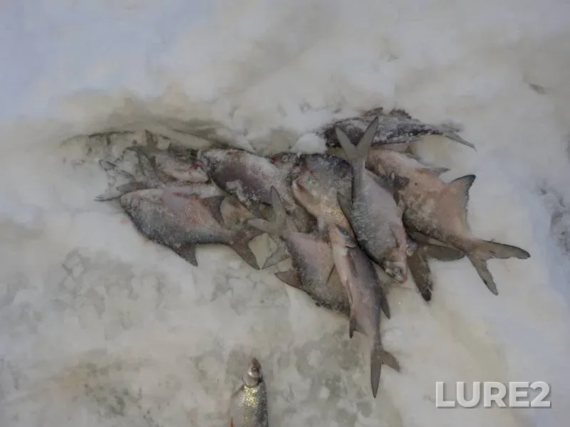 Bream — Aborino, Jan 28, 2019