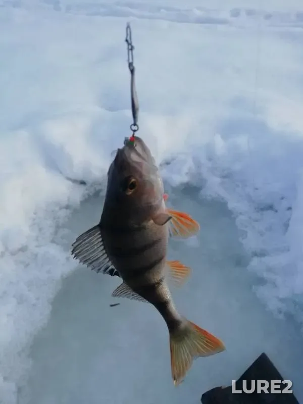 Perch — Bolshoye Medvezhye, Jan 07, 2019
