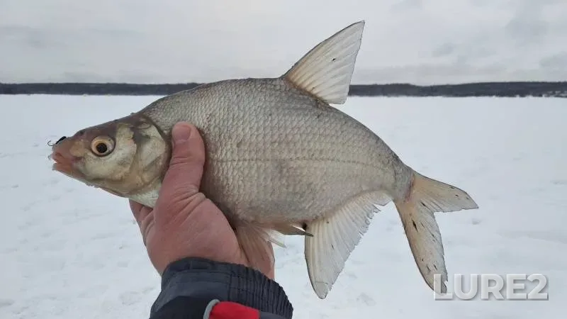 Bream, White bream — Yauzskoye, Jan 05, 2019