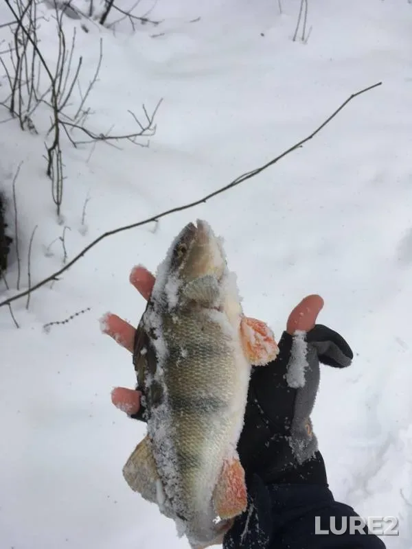 Perch — Pekhorka, Dec 22, 2018