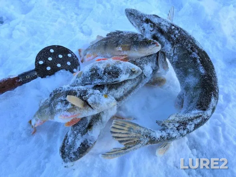 Perch, Pike — Moskovskaya oblast, Dec 01, 2018