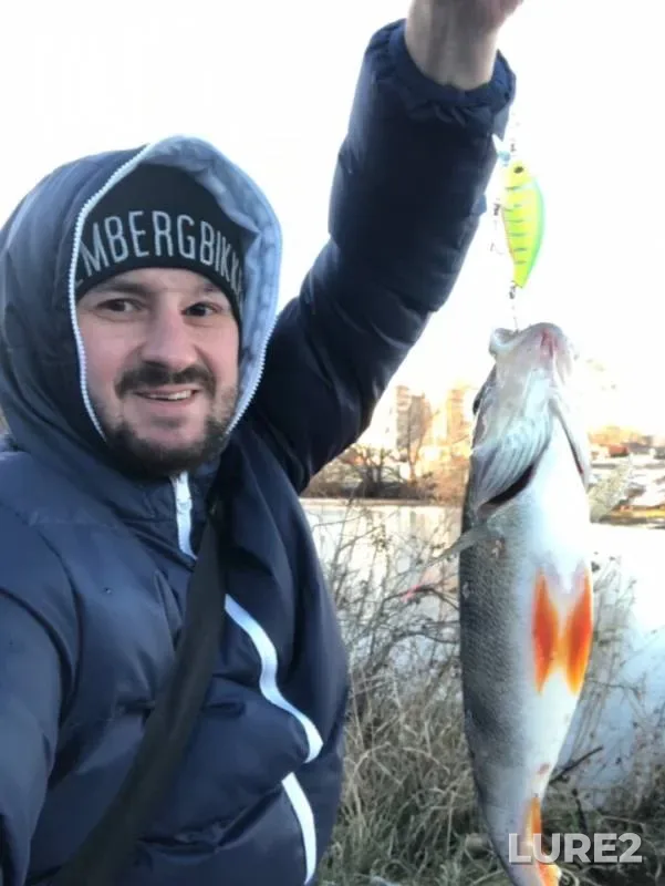 Perch — Pekhorka, Nov 23, 2018