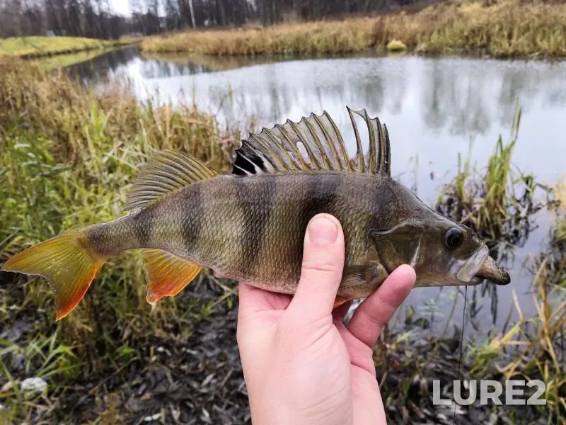 Perch, Pike — Moskovskaya oblast, Nov 14, 2018