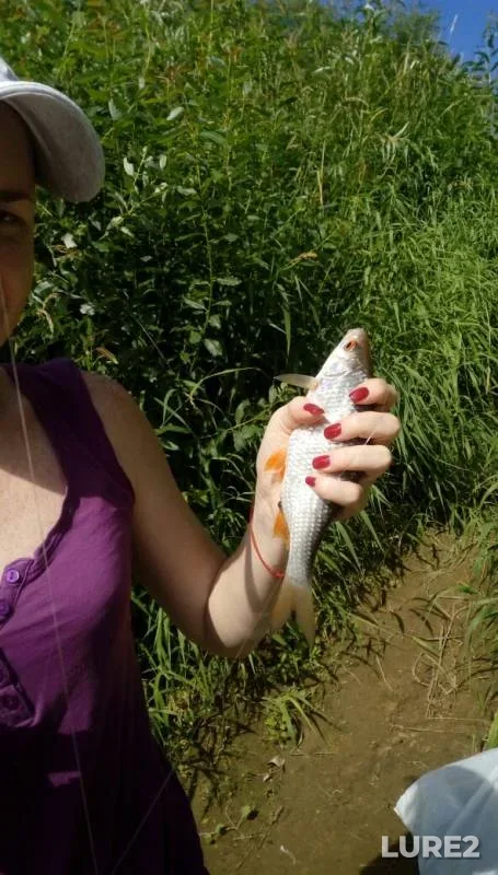 Roach — Smolenskaya oblast, Jul 15, 2018