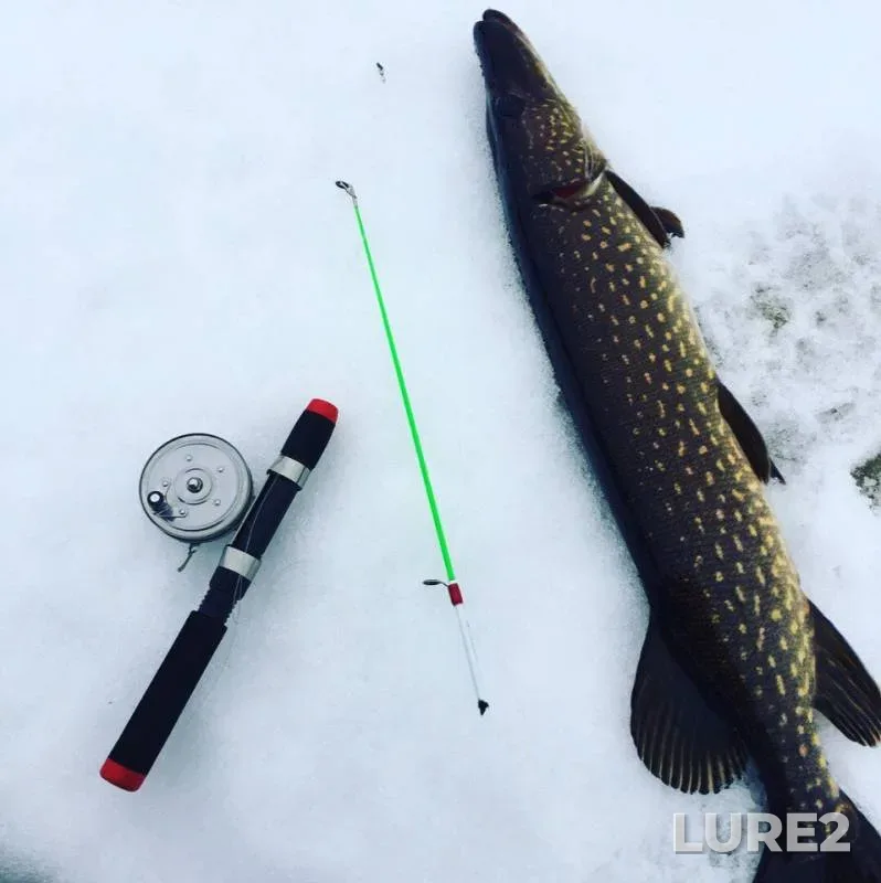Perch, Pike — Pustovskoye, Nov 30, 2017