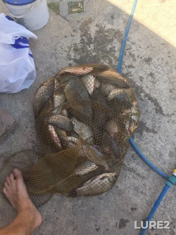 Carp, Crucian carp — Dnestr, Aug 21, 2017