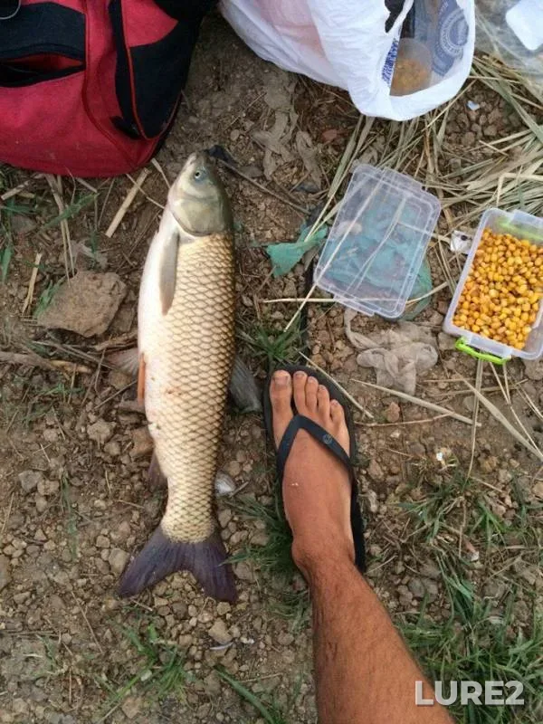 Grass carp — Baraboyskoye, Jun 09, 2017