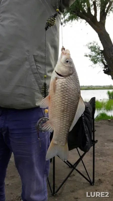 Crucian carp — Dnestr, May 14, 2017