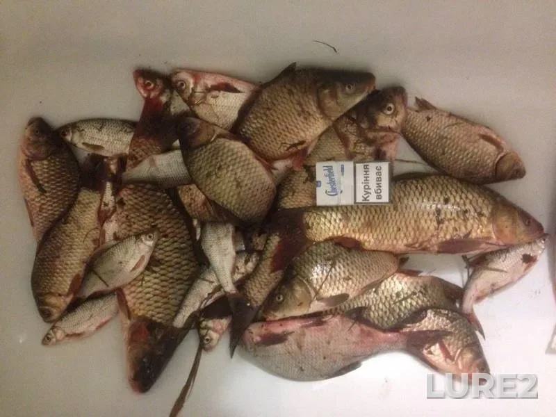 Bream, Carp — Dnestr, Apr 07, 2017