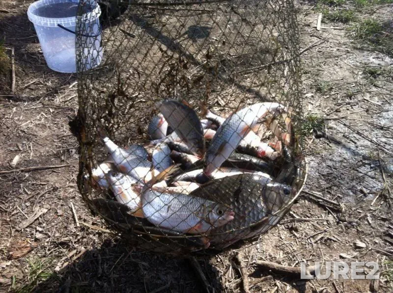 Crucian carp, Roach — Dnestr, Apr 04, 2017