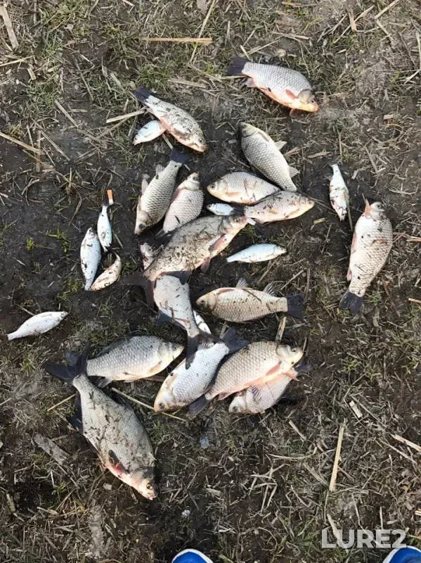 Crucian carp, Roach — Dnestr, Apr 01, 2017