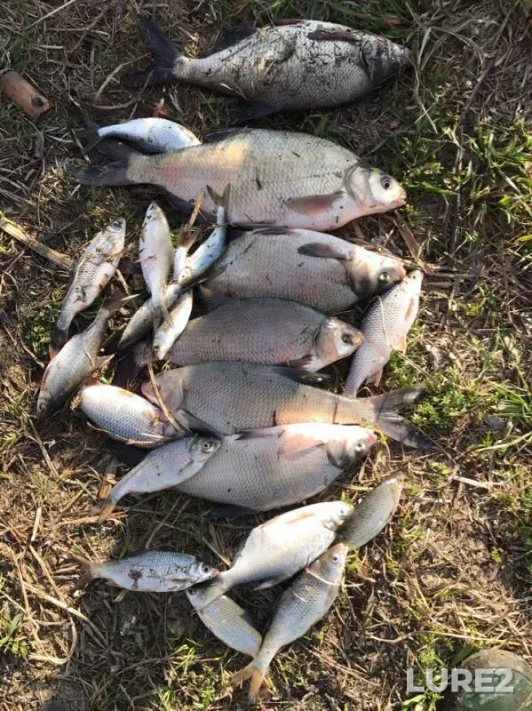 Bream, Roach — Dnestr, Mar 29, 2017