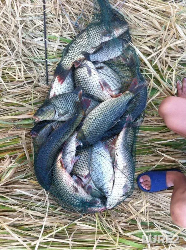 Carp, Crucian carp — Dnestr, Sep 11, 2016