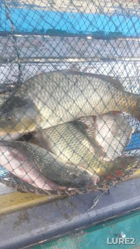 Carp, Crucian carp — Dnestr, Aug 07, 2016
