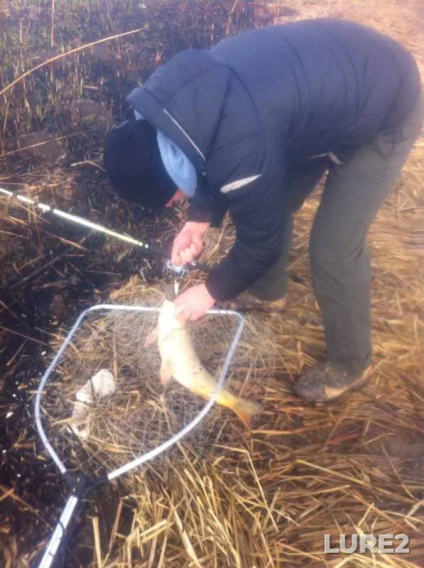 Carp — Glubokiy Turunchuk, Dec 04, 2015