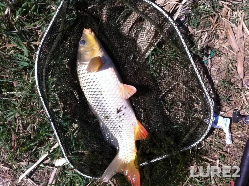 Carp — Dnestr, Aug 04, 2016