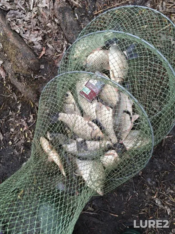 Crucian carp — Turunchuk, Apr 12, 2016