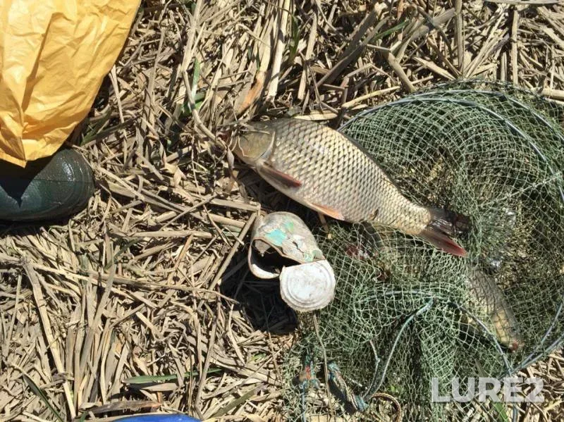 Carp — Dnestr, Apr 03, 2016