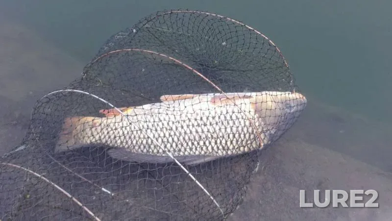 Carp — Turunchuk, Mar 13, 2016
