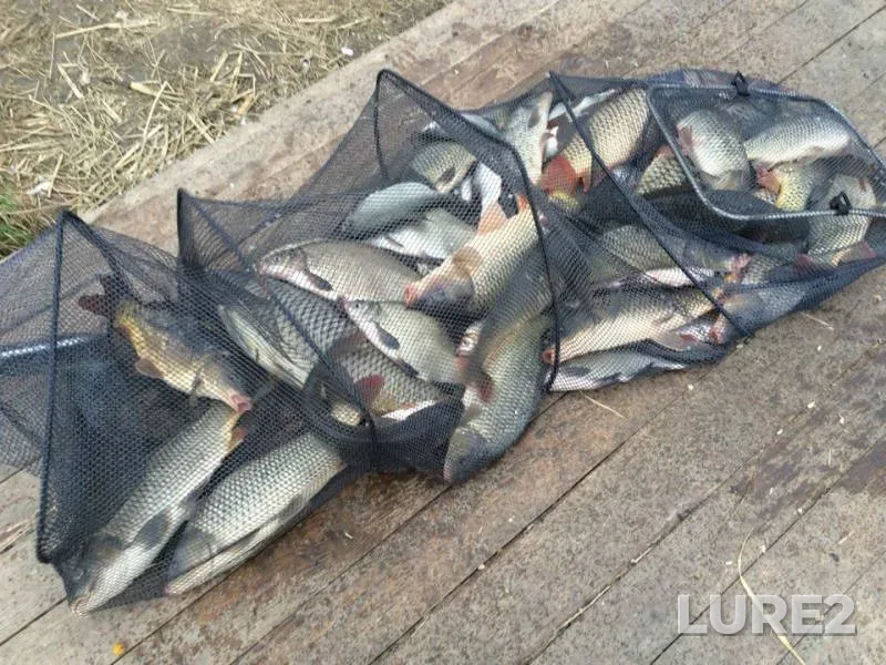 Bream, Carp — Glubokiy Turunchuk, Nov 11, 2015