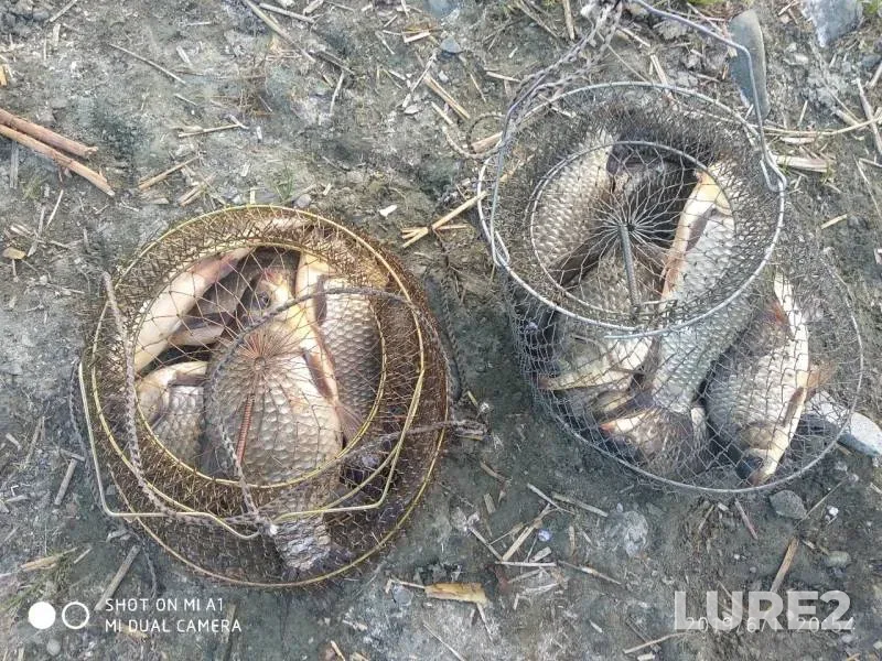 Crucian carp — Yuzhnyye Ulyandy, Jun 03, 2019