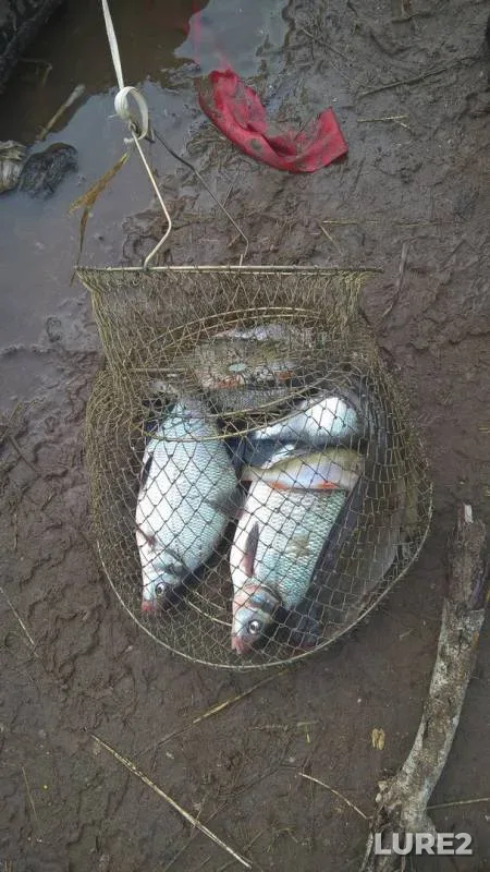Bream — Votkinskoye, May 30, 2017