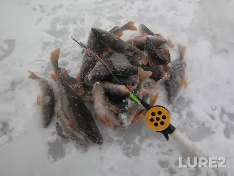 Perch — Karpushinskiy, Nov 12, 2016
