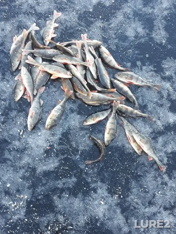 Perch — Borovskoye, Nov 23, 2019